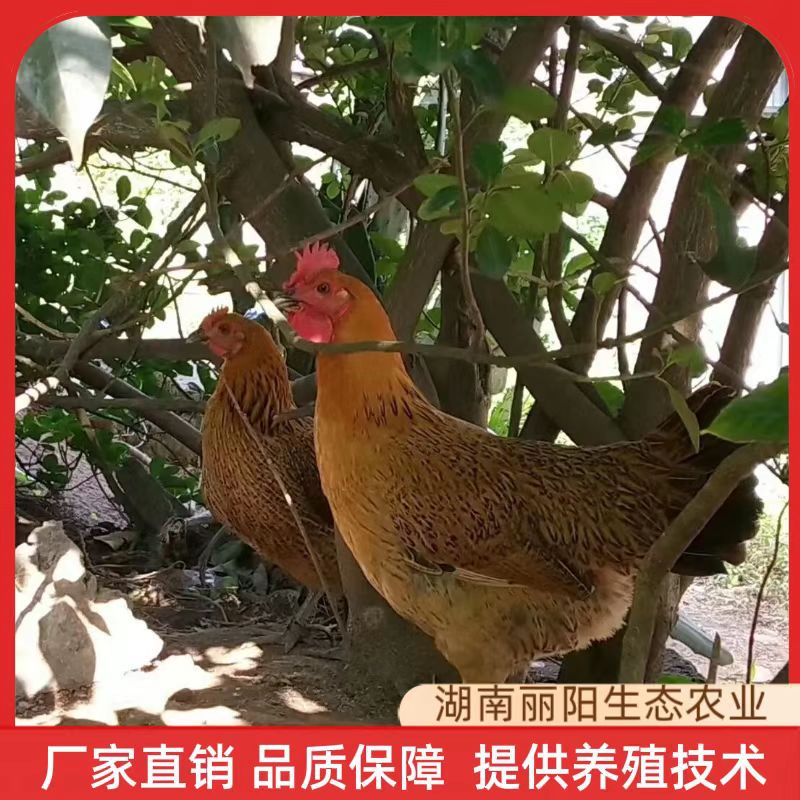 出售青脚土鸡苗黑脚土鸡苗另有黄土鸡苗多产绿壳蛋鸡苗散养土鸡苗