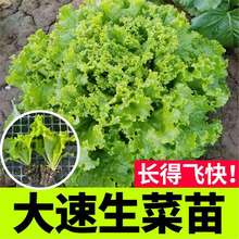 寿光大速生菜苗秧带土球发幼苗散叶玻璃生菜种四季耐抽抬阳台庭院