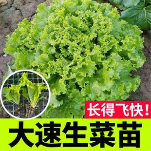 �۹�����������펧����l����ɢ�~�������˷N�ļ��ͳ�̧�̨ͥԺ