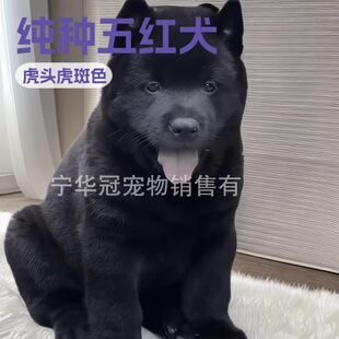 ���Ȯ���sɽ�oԺ�������A��Ȯ�V���CȮ�������C�ڹ����^��@