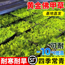 佛甲草盆栽多肉黄金万年草盆栽耐寒地被矮生花镜植物好养四季常青