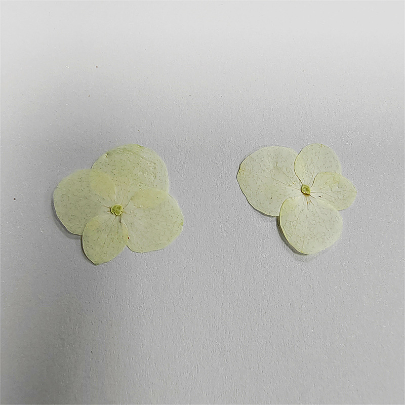 绣球白色