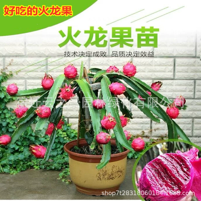 Pitaya Мяо Jindu No.1 Красная плоть Pitaya Самоопыление с корневой доставки Южной и Северной горшках фруктовых саженцев