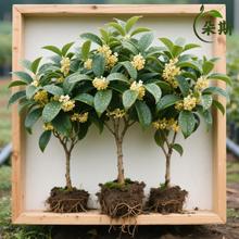 四季桂花树苗盆栽实原生桂花日香桂月桂天香台阁丹桂花状元红盆景