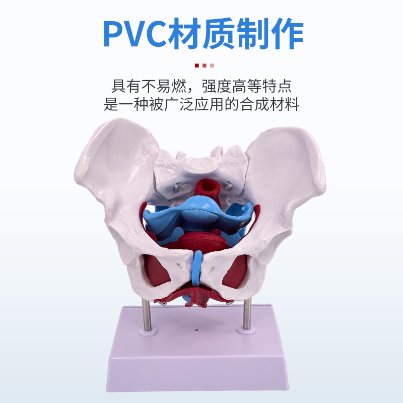 ��ѧ������׼�Ů�Թ��輰�ӹ�ģ��Ů����ǻ�ṹ������׼��⿵��