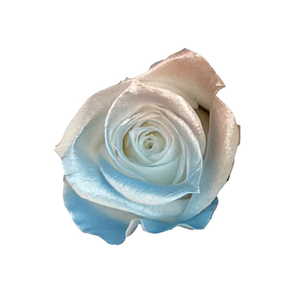 Flores preservadas de calidad A+, rosas en degradado de varios tamaños, flores secas, rosas en degradado azul hielo, flores preservadas del fabricante de Yunnan. image 27