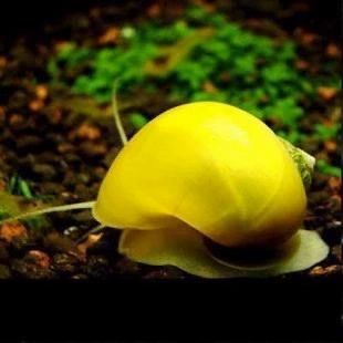 Инструмент для аквариума с пресной водой высокого качества, улитка, средство для удаления водорослей, улитка ест рыбные отходы, черепаховые отходы, очиститель стекла, ест мх, аквариумный питомец.