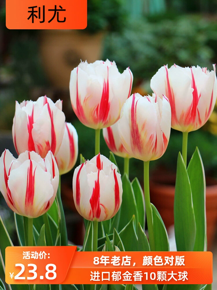 Импортные десять тюльпанов большие луковицы осень и зима морозостойкие цветы в горшках четыре сезона почва Гидропонные Семена балкон гиацинт