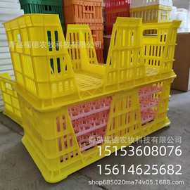 种蛋筐批发 42枚大种蛋筐 种蛋筐图片 塑料运输种蛋筐 种蛋转运筐