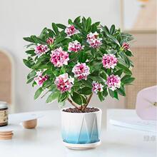 带花苞金边瑞香盆栽浓香型老桩大苗耐寒阳台花卉植物室内年宵花