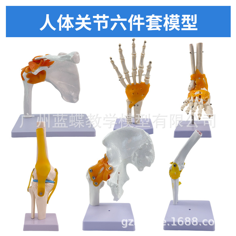 ��ѧ��������ؽڹ�����������׹Ǽ�ϥ�ؽ��ŹǿƸ��ʹ�ҽѧģ��