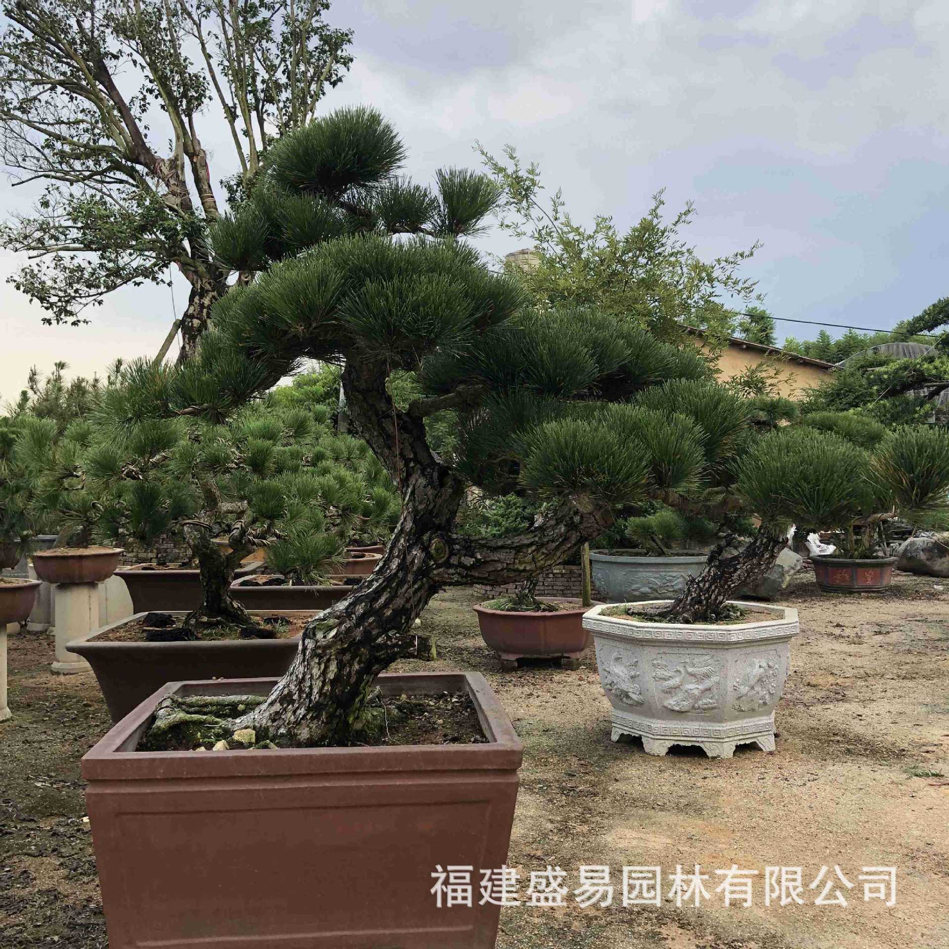 百年黑松盆景造型,黑松盆景怎么保持造型,最美黑松盆景图片_大山谷图库