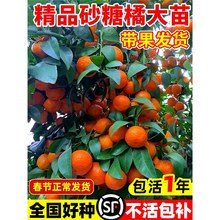 ɳ�ǽۘ������ڏV���o��ɰ�����Ә�������Խ�������ļ��Nֲ����