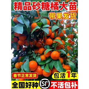 ɳ�ǽۘ������ڏV���o��ɰ�����Ә�������Խ�������ļ��Nֲ����