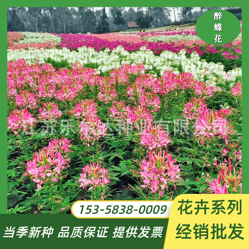 Оптовая Пьяные семена цветов бабочки Four Seasons цветение Легко расти живые балкон зеленые растения двор цветочные семена Ландшафтные цветочные семена цветок море