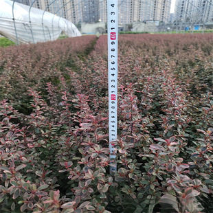 ���ش������lС���С����ɫ�K��� ʒɽ���ظ��NҎ��