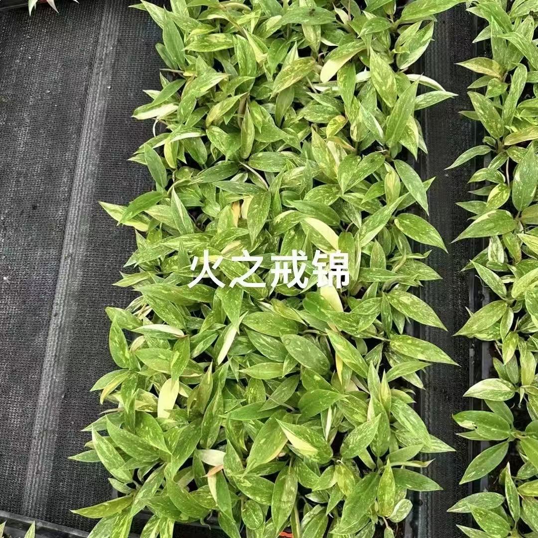 微信图片_20250616101644