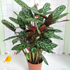 The base directly supply the new Dafei Yuku, the potted planting office of the potted office of the courtyard, the large plant of the large plant to protect the purification air and green plants