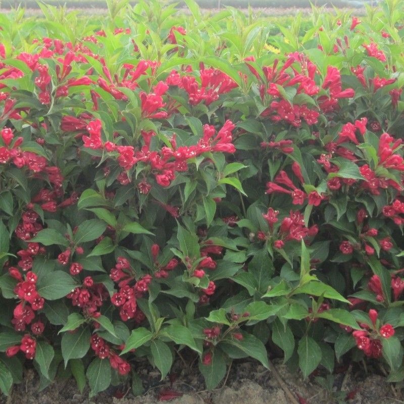 绿化工程植物四季盆栽花卉花苗庭院红王子锦带耐寒耐旱花