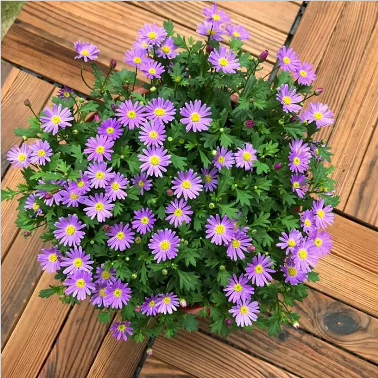 Семена Альпийской Астры Семена Альпийская Астра Семена Цветы Семена