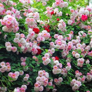 Pink Rose Seedlings, Old Varieties, Multi-Flowered Thornless Roses, Pink Clusters of Climbing Vines, Potted Wall Climbing Flowers