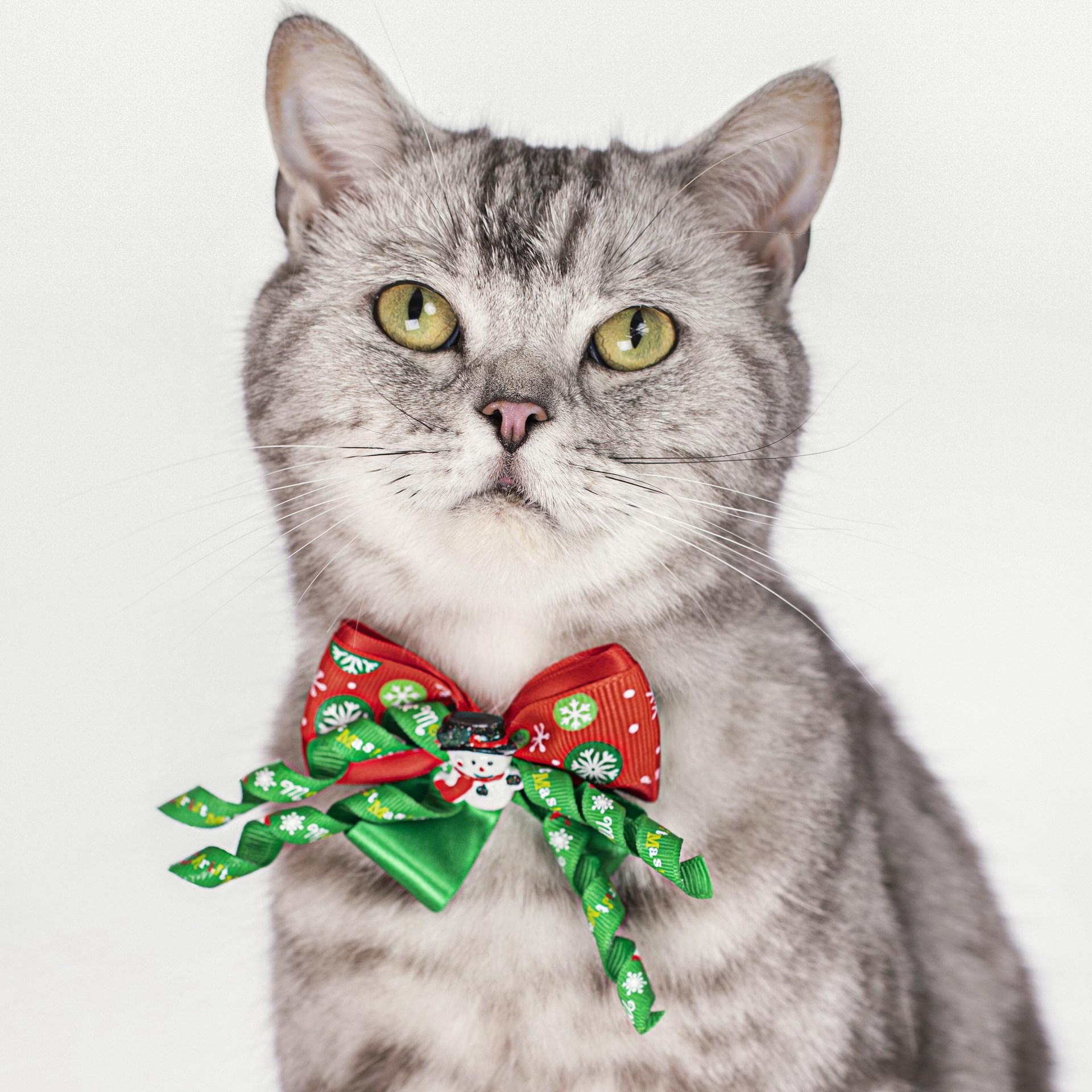 Christmas bow tie