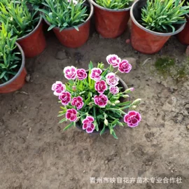 宿根花卉;盆栽;一二年生花卉