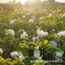 四季玫瑰 月季类绿化工程植物粉花月季白花玫瑰众泽花卉基地
