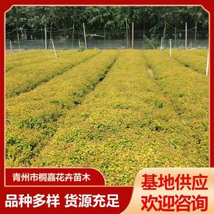 �������l��ɽ������ ���潑���� �ۻ������� ���齑����