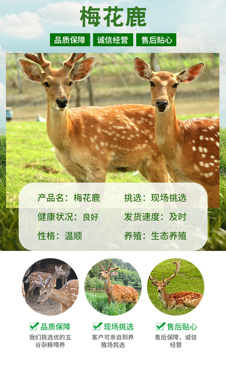 梅花鹿详情页_01.jpg
