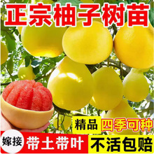 四季通用树苗果树果苗红心蜜柚盆栽沙田柚南北方四季种植当年结果