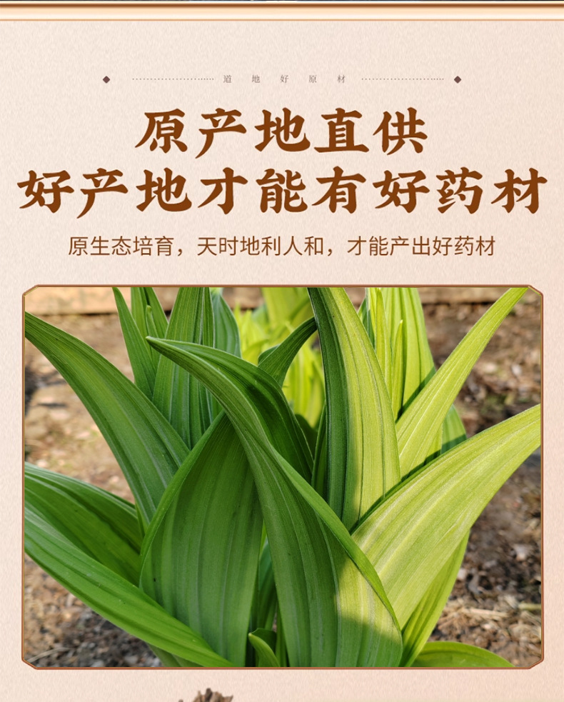 Dried Veratrum Root Li Lu 藜芦 Traditional Chinese Herb 50g Pack key features
