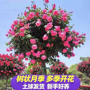 �¼��䘶�ļ��Nֲ�󻨝������ֱ�l���ɻ��̨ͥԺ�Nֲľ�ܰl؛