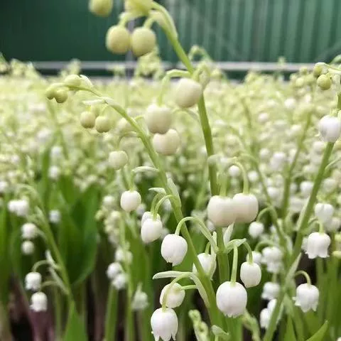 Выпучивание семян орхидеи шар комнатный горшечный луковичный цветок Цветочное цветущее растение Пряжка корень рассады орхидеи цветение в текущем году