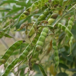 ���lľ���N��С��ľľ��ֲ�����������䶹���iʺ��ɽë���o��