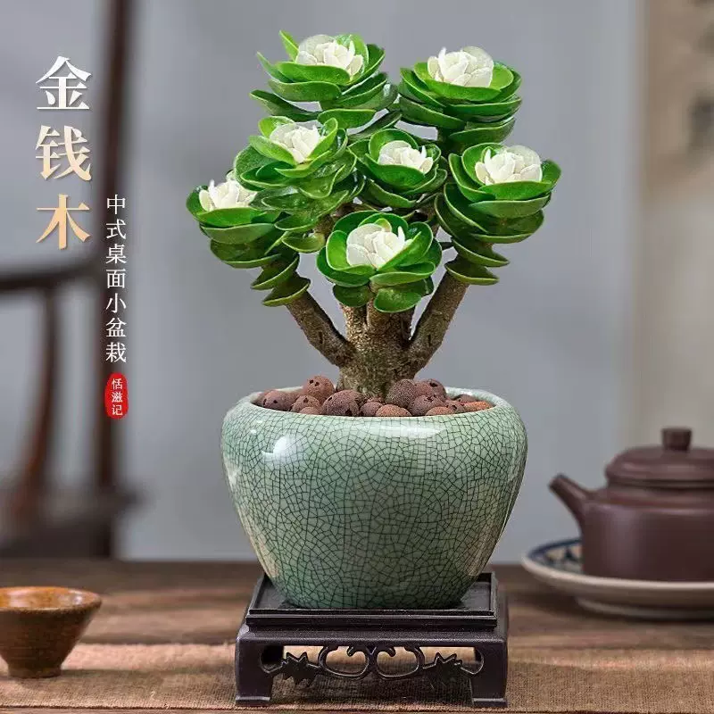 金钱木多肉植物老桩带盆栽好超大多肉盆栽室内桌面招财绿植花卉