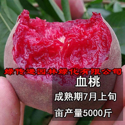 血桃树果苗嫁接特大水蜜桃南方北方种植果树果苗庭院地栽当年结果