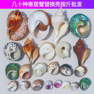 天然蜗牛海螺壳各种寄居蟹替换壳卷贝鱼水族装饰鱼缸造景按斤批发