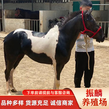 ���w�R�x���ヺͯ�R �����R�O���m���R ���^�^�pС���R