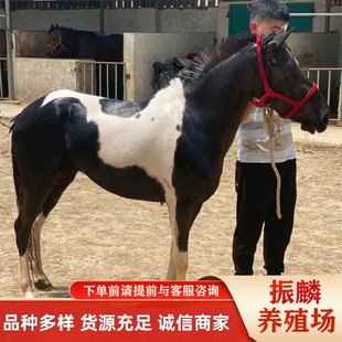 ���w�R�x���ヺͯ�R �����R�O���m���R ���^�^�pС���R