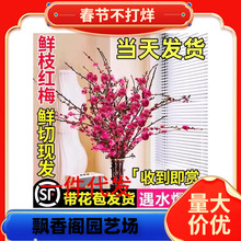 һ�����l�t÷��֦ˮ���һ��r֦�������r����ѩ���҃�ֲ��͏dˮ�B