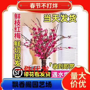 һ�����l�t÷��֦ˮ���һ��r֦�������r����ѩ���҃�ֲ��͏dˮ�B