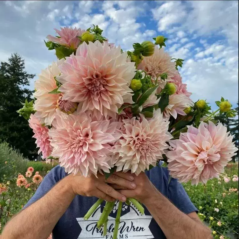 Многолетнее ландшафтное цветочное растение в горшках с двойным лепестком георгин