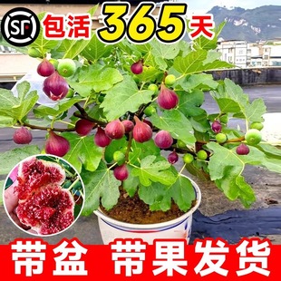 Fig Tree Seedlings Potted Extra Large Grace Fig Tree Seedlings Dwarfed Courtyard Planting in All Seasons and Bear Fruit in the Same Year