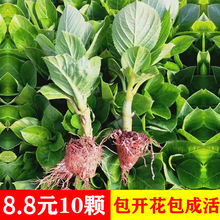 10颗绣球花苗 无尽夏四季开花老桩植物室内绿植盆栽花卉冬季耐寒