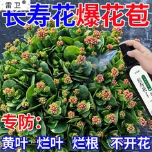 长寿花专用液催花促花延长花期防黄叶烂根免稀释