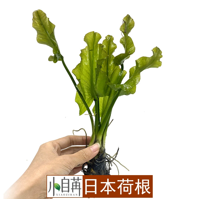 Японский Hogen Mini Зеленый корень лотоса