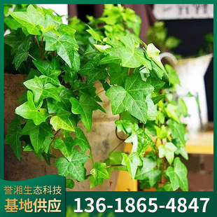 Ivy Potted Plants Are Easy to Grow Indoor Hanging Spider Orchid Ivy Absorbs Formaldehyde Hydroponic Climbing Vines Hanging Ivy Green Plants