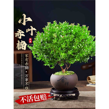 С�~����辰�Ϙ�����̴����΢���^�k�����ļ����B��z�ľ�Gֲ�o