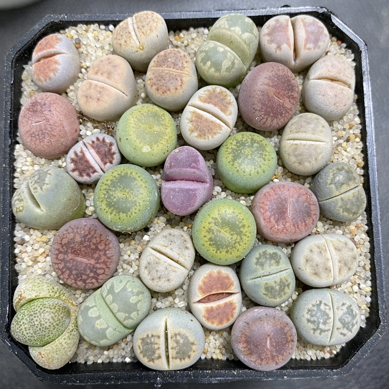 彩色生石花 (9).JPG